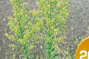 幅広い種類の雑草に効果が高い Basf除草剤 バスタ