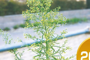 幅広い種類の雑草に効果が高い Basf除草剤 バスタ