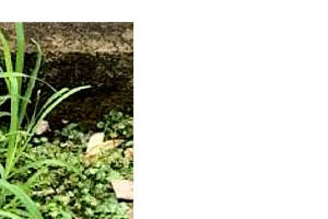 バスタ 瓦版 かわらばん Basf除草剤 バスタ バスタ 瓦版 かわらばん Basf除草剤 バスタ