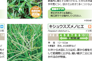 バスタ 瓦版 かわらばん Basf除草剤 バスタ バスタ 瓦版 かわらばん Basf除草剤 バスタ