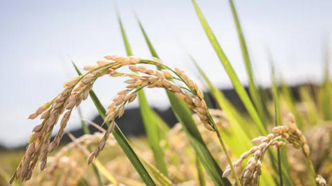 BASFジャパン、Jクレジットのプロジェクト運営事業者と提携し、xarvio® FIELD MANAGERを活用した水稲生産者のJクレジット申請をサポート